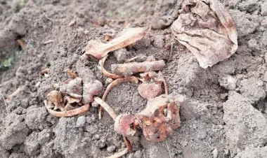 Ağdamın Sarıcalı kəndində insan sümükləri aşkar edilib