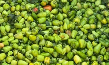 İrandan gətirilən bibərdə virus aşkarlandı