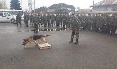 Azərbaycan Türkiyəyə xilasetmə itləri göndərir