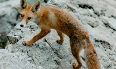 Qarabağ ermənilərinin cavabı