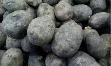 İrandan gələn 24 ton kartof məhv edildi