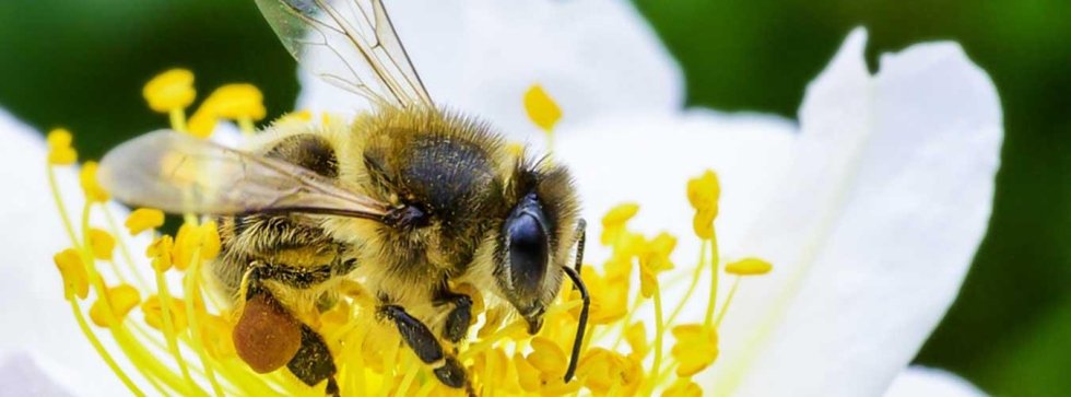 Bizim həyatımız arıların yaşamasından asılıdır