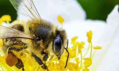 Bizim həyatımız arıların yaşamasından asılıdır