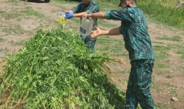 Laçında 1.2 ton narkotik məhv edildi FOTO