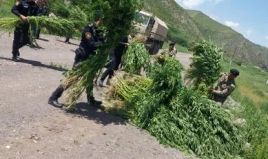 Laçında 3 tona yaxın çətənə bitkisi yandırılaraq məhv edilib