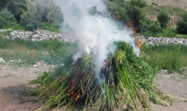 Laçında 1 tondan artıq çətənə bitkisi məhv edilib