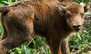 Şahdağda zubr balaları doğuldu FOTO