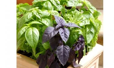 Ağcaqanad əleyhinə vasitələr