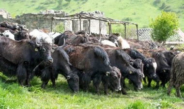 Laçında yerləşən yak təsərrüfatında 28 buzov doğulub