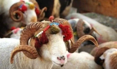 Qurbanlıq