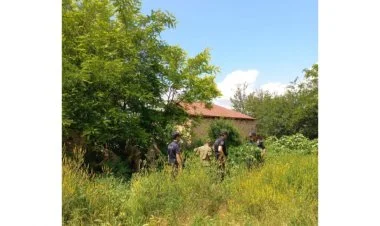 Laçında 842 kq çətənə bitkisi məhv edildi