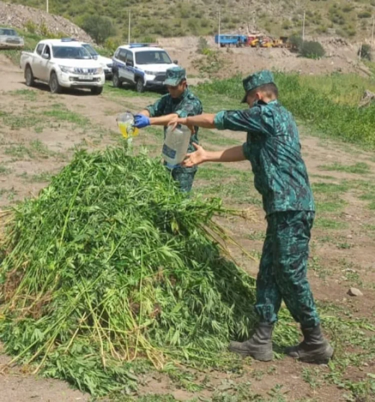 Laçında 1.2 ton narkotik məhv edildi FOTO