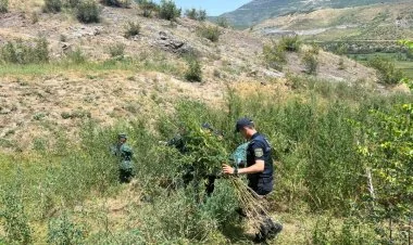 Zəngilanda üç tondan çox çətənə bitkisi məhv edildi