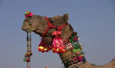 Beşinci Dəvə Festivalı