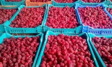 Rusiya Azərbaycan moruğunu ərazisinə buraxmadı