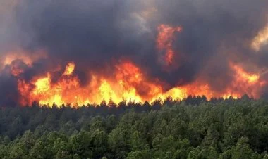 Havay adalarında meşə yanğınları zamanı 93 nəfər ölüb