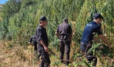 Laçında 2,6 ton çətənə məhv edildi