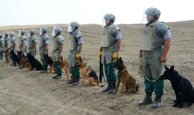 Əməliyyatlara cəlb olunan itlərin sayı artırılır