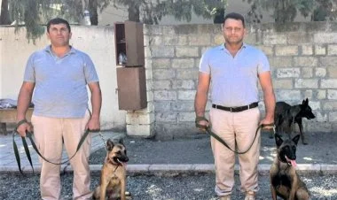 ABŞ Azərbaycana 81 minaaxtaran it verib