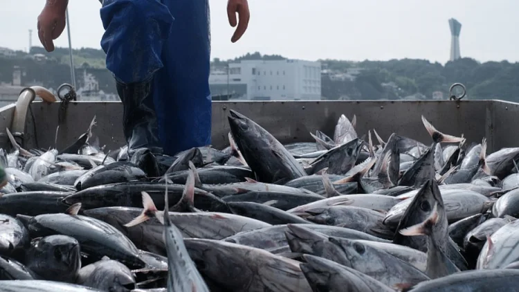 Çin Yaponiyadan dəniz məhsullarının idxalını dayandırdı