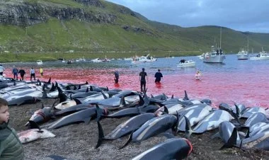 Yaponiyada delfin ovu mövsümü başlayır