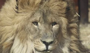 Ermənilərin pis şəraitdə saxladığı şir vətəninə göndərildi