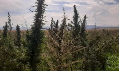 Xocalıda 237 kq narkotik bitki məhv edildi