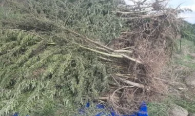 Sırxavənddə narkotik plantasiyası və silah aşkar edilib