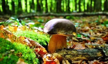 Qusarda 2 nəfər göbələkdən zəhərlənərək ölüb