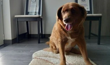 Dünyanın ən yaşlı iti ölüb