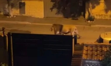 Sirkdən qaçan şir Roma küçələrində