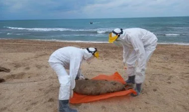 Xəzərdə suitilərin kütləvi ölməsinin səbəbi