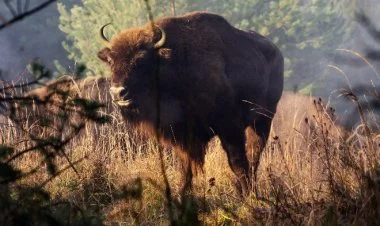 Azərbaycana 10 zubr gətirildi