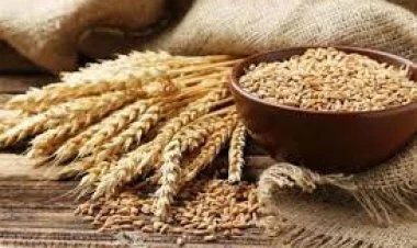 Başqırdıstandan Azərbaycana 500 ton buğda gəldi