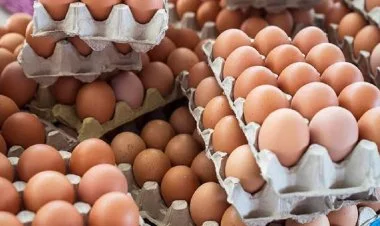 Azərbaycan Rusiyaya yumurtanın ikinci partiyasını göndərdi