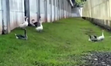 Braziliya həbsxanasında mühafizə itləri qazlarla əvəzlənib