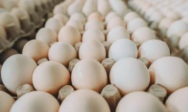 Azərbaycan üçüncü dəfə Rusiyaya yumurta yolladı