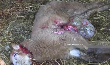 Saatlıda canavarlar 14 qoyunu tələf edib