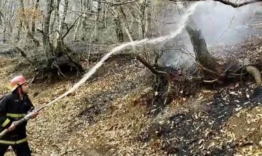 Masallıda meşə ərazisində yanğın olub VİDEO