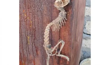Tərtərdə naməlum heyvan skeleti tapılıb