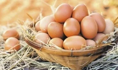 Azərbaycan ilk dəfə Küveytə damazlıq yumurta ixrac edib