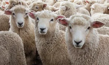 Ermənilərin 230 qoyunu itib. Azərbaycandan şübhələnirlər