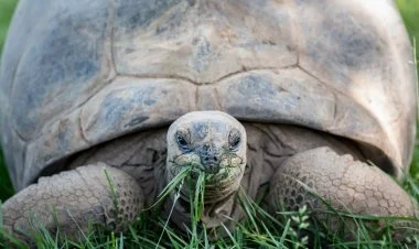 Dünyanın uzun ömürlü canlıları FOTO