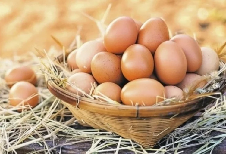 Azərbaycan ilk dəfə Küveytə damazlıq yumurta ixrac edib