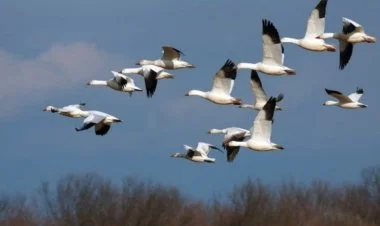 Köçəri yaşayan vəhşi heyvan növlərinin sayı azalır