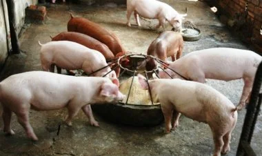 Azərbaycanda ən çox  donuz Qax rayonundadır