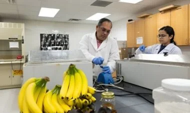Plastiki əvəz edən banan qabığı