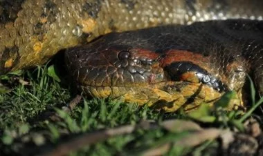 Dünyanın ən böyük ilan növü aşkar edilib