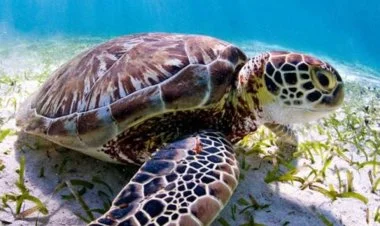 Tanzaniyada dəniz tısbağasının ətindən yeyən 8 uşaq ölüb