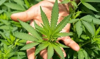 İşğaldan azad edilmiş ərazilərdə narkotik bitkilər sayılıb